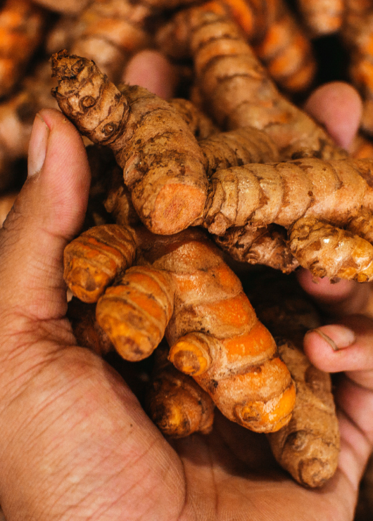 Turmeric Health Benefits: How Curcumins in Turmeric Benefit Your Liver -  The Ginger People US