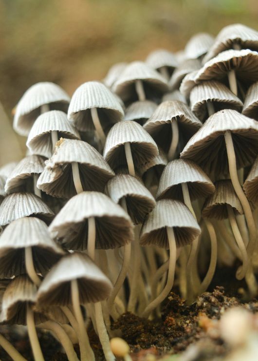 Fruiting Body vs. Mycelium